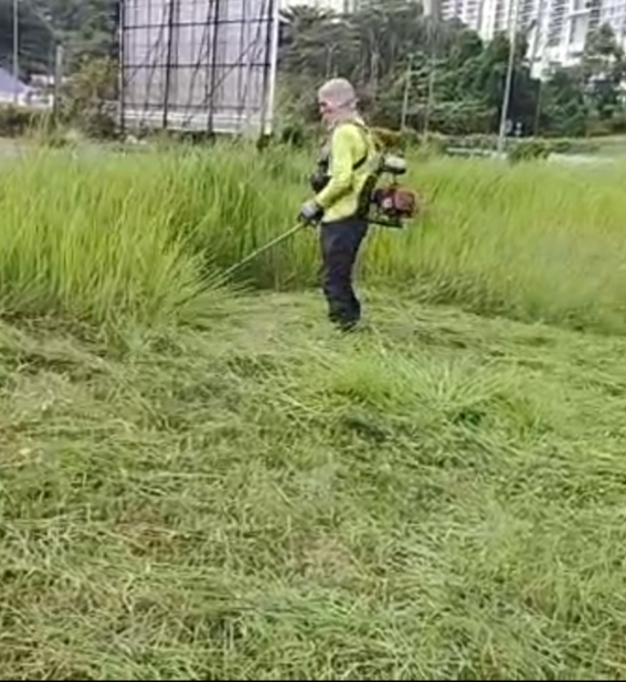 Grass cutting on open land with brush cutter